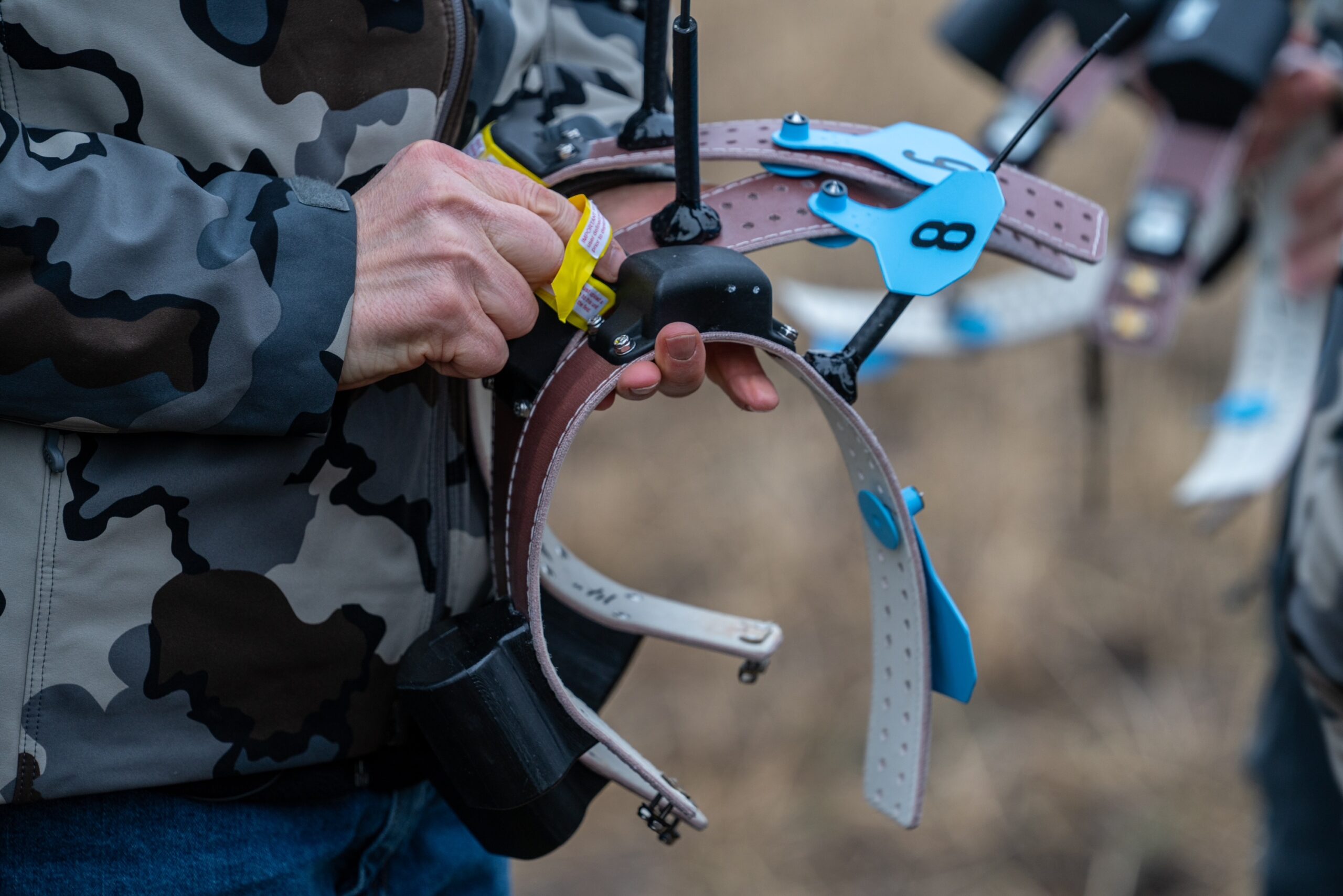 NBU-KUIU-GSCO Desert Bighorn Collar Donation