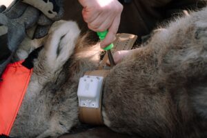 NBU-KUIU-GSCO Desert Bighorn Collar Donation