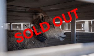 NBU-KUIU-GSCO Desert Bighorn Collar Donation