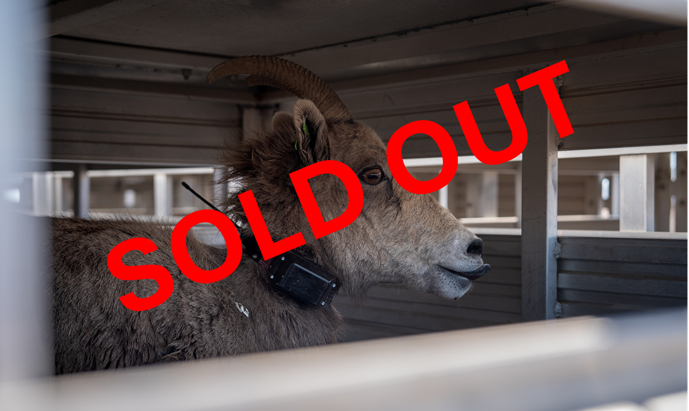 NBU-KUIU-GSCO Desert Bighorn Collar Donation 